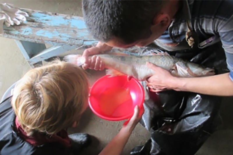 Технологические приемы получения рыбопосадочного материала и товарного выращивания судака