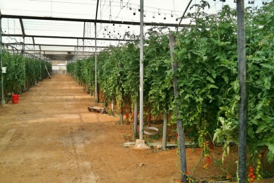 Greenhouses Sensor