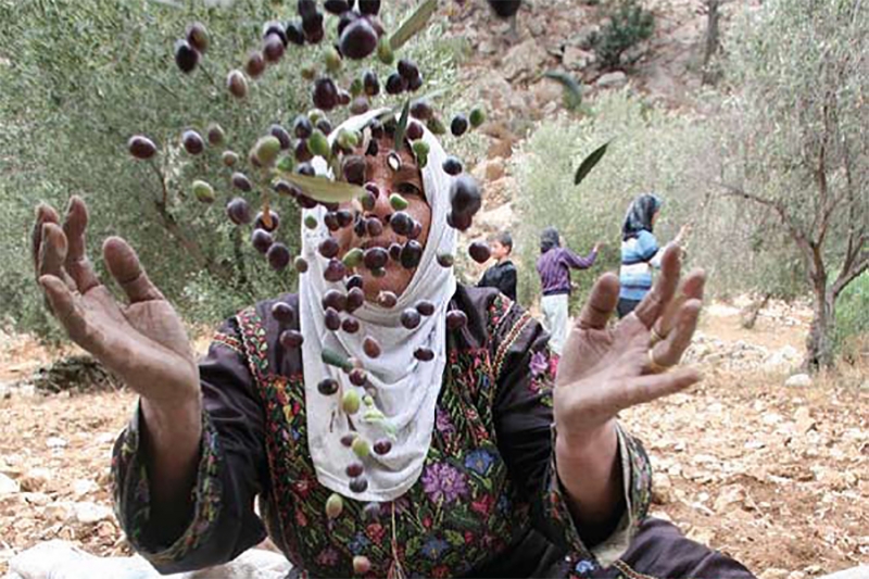 Kufr Abboush Cooperative for extra-virgin olive oil in Palestine