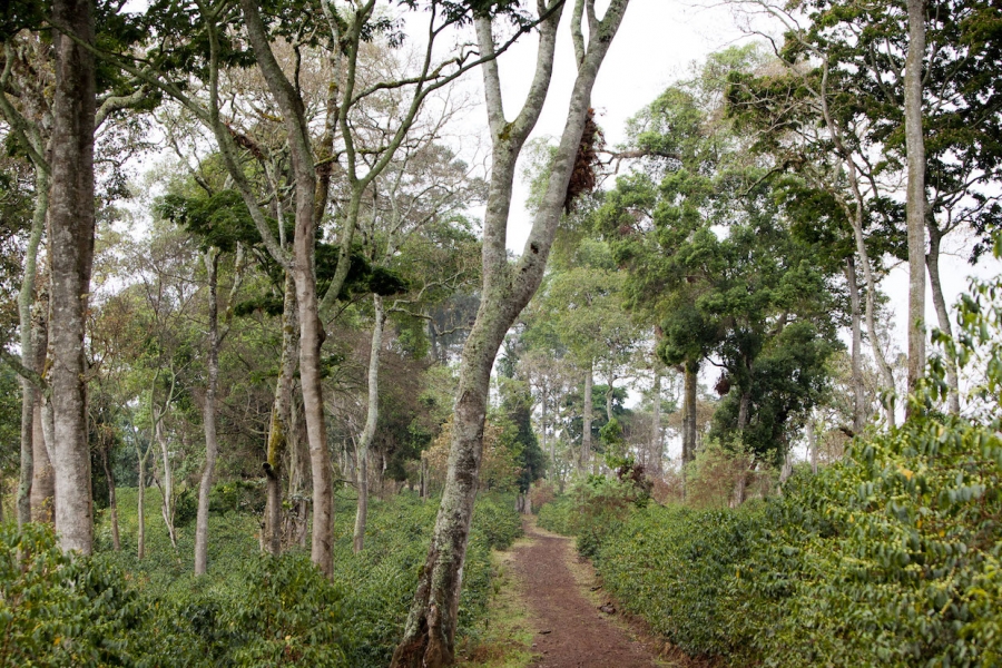 Institutional    Strengthening   for  Forest Sector Development in Ethiopia