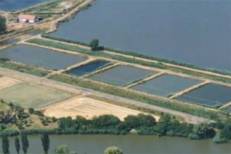 Combined intensive-extensive pond systems for water-efficient fish production