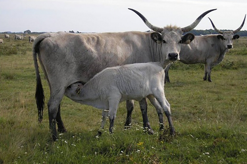 SMS-система контроля мяса