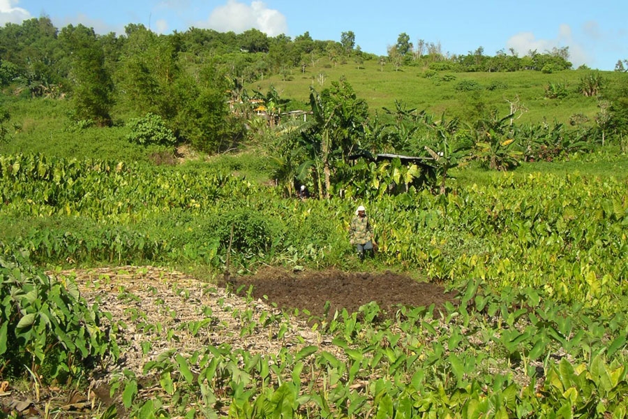 Portable Tool to Measure Carbon Levels in Soil