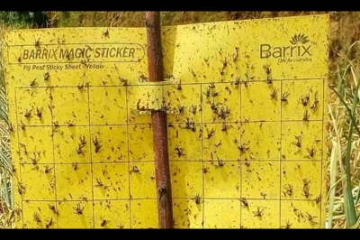 The Barrix Magic Sticker Chromatic Trap &ndash; Yellow