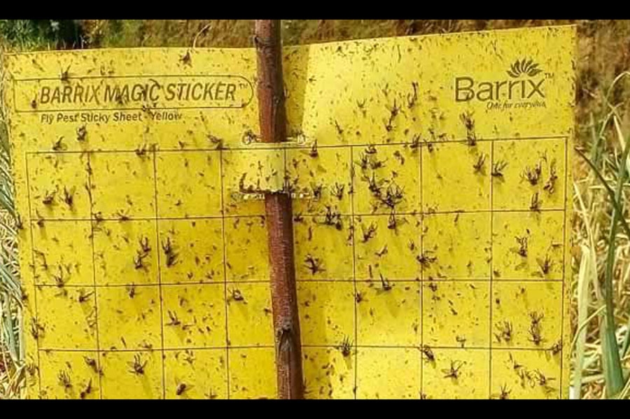 The Barrix Magic Sticker Chromatic Trap &ndash; Yellow