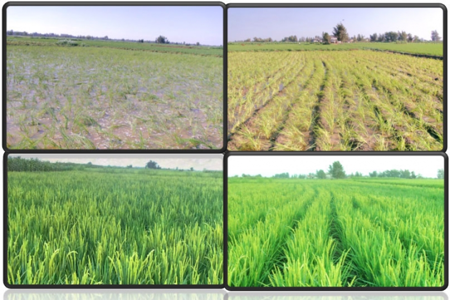 The Machine of Soil and Water Management for Rice Crop Cultivation (SWMR)