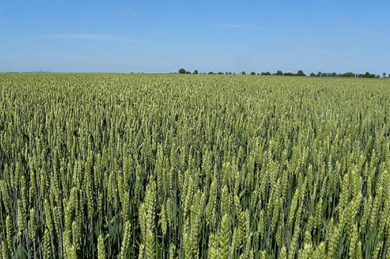 استخدام &amp;quot;القمح نوفوم&amp;quot; في تغذية الحيوان
