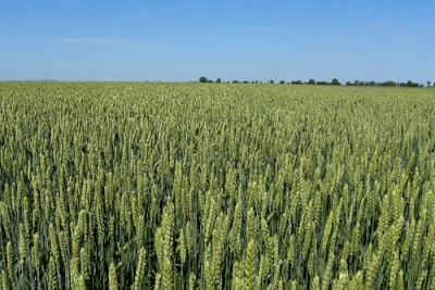 Use of &ldquo;Novum wheat&rdquo; in animal feeding