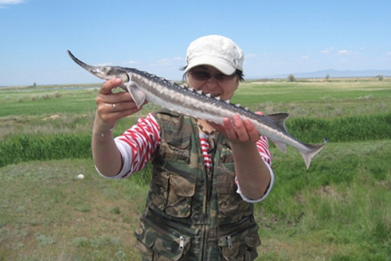 Technologies of commercial fish farming of sturgeon fish species and their hybrids