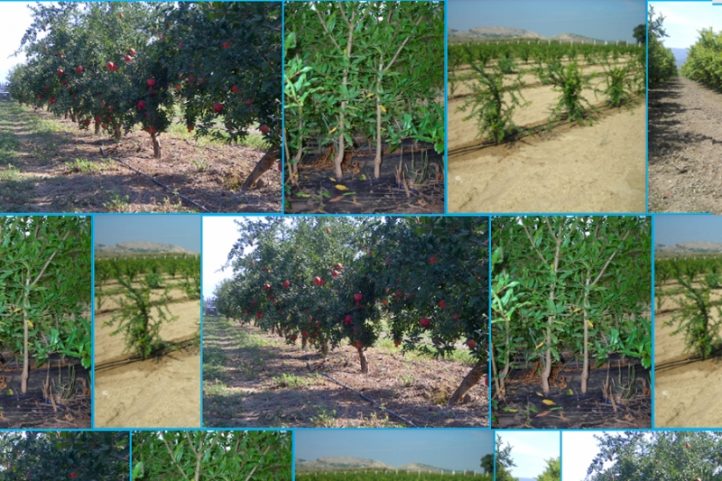 Single Trunking and Pruning System of Pomegranate Growing