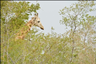 برنامج دعم المتنزهات الاتفاق