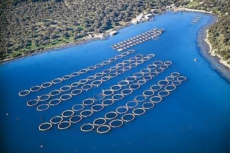 Capacity building of aquaculture in Turkey