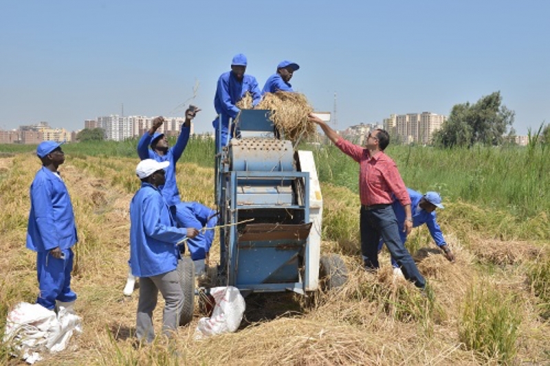 Rice Cultivation Techniques for Africa